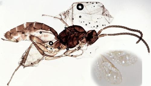Réf. 274 384 : Orthocentrinae inconnu