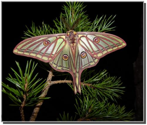 Actias isabellae