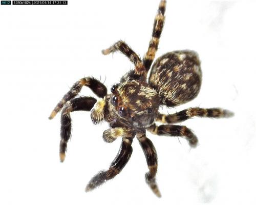 Réf. 274 396 : Pseudeuophrys erratica