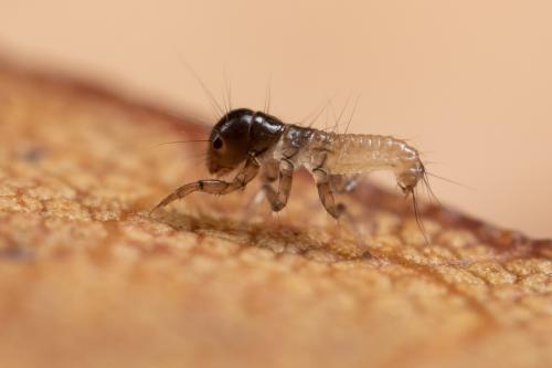 Enoicyla sp.