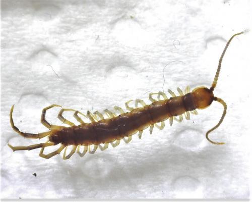 Réf. 274 867 : Lithobius melanops