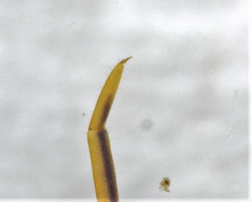 Réf. 274 868 : Lithobius melanops