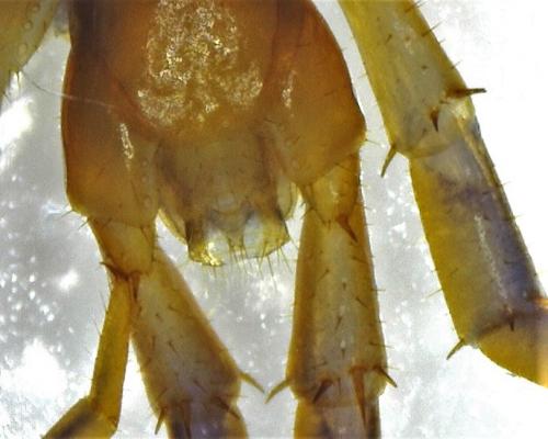 Réf. 274 870 : Lithobius melanops