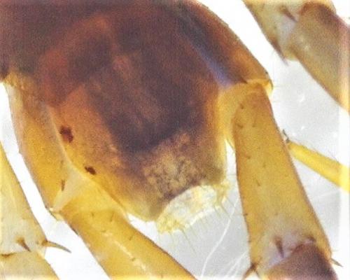 Réf. 274 873 : Lithobius melanops