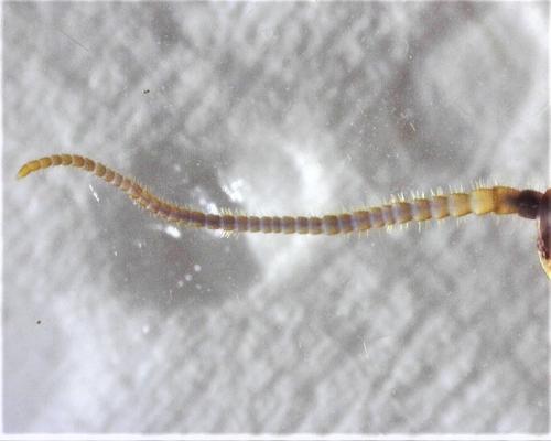 Réf. 274 874 : Lithobius melanops