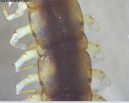 Réf. 274 871 : Lithobius melanops