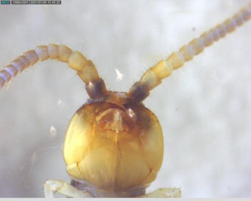 Réf. 274 872 : Lithobius melanops