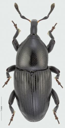 Melanobaris laticollis