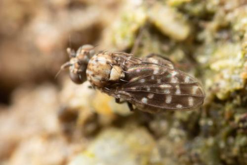 Scatophila unicornis