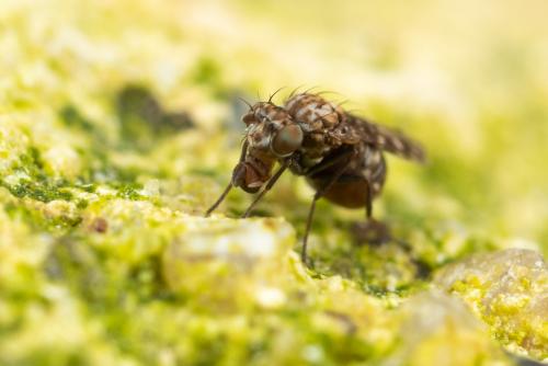 Scatophila unicornis