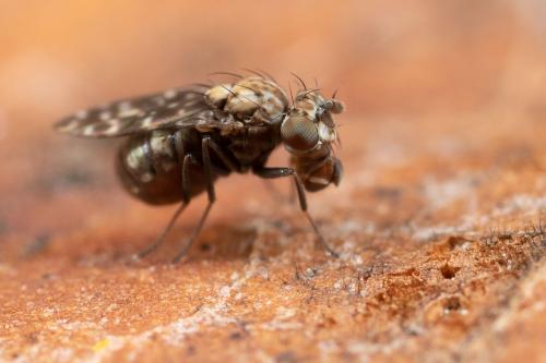 Scatophila unicornis
