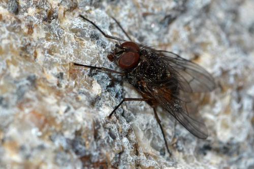 Réf. 274 729 : Phaonia subventa