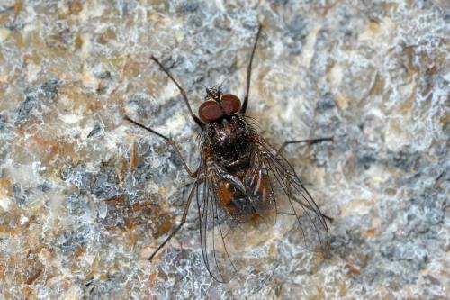 Réf. 274 681 : Phaonia subventa