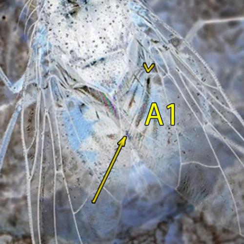 Phaonia subventa