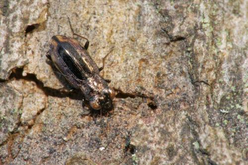 Réf. 274 592 : Notiophilus quadripunctatus