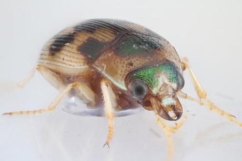 Réf. 274 257 : Omophron limbatum