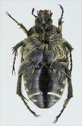 Réf. 274 720 : Oxythyrea abigail