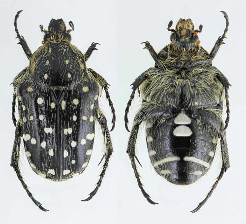Réf. 274 719 : Oxythyrea abigail