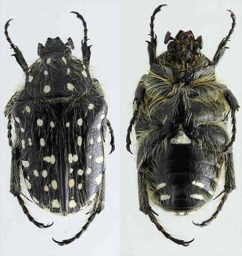 Oxythyrea tripolitana