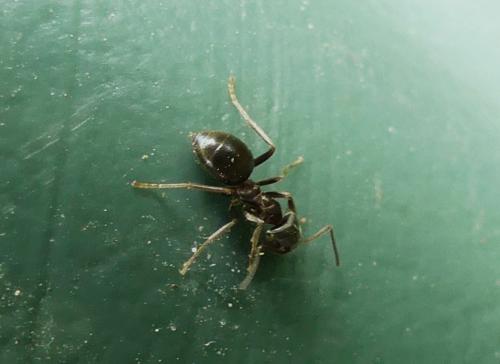 Lasius sp.