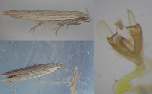 Réf. 274 032 : Coleophora adspersella