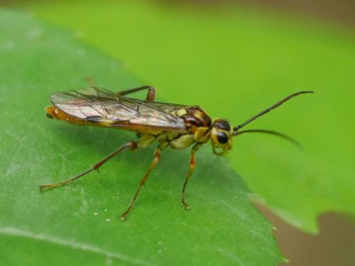 Réf. 274 899 : Tenthredopsis sp.
