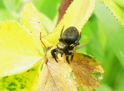 Evarcha arcuata