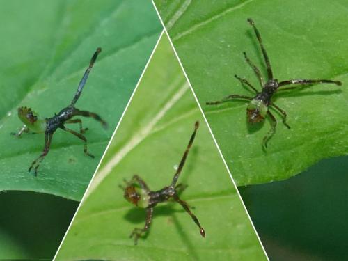 Réf. 274 083 : Gonocerus acuteangulatus