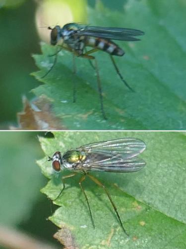 Argyra sp.