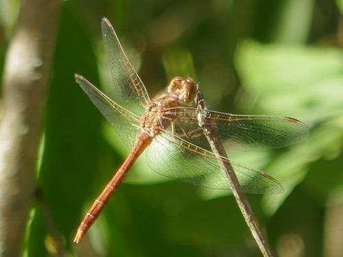 Réf. 274 204 : Sympetrum meridionale