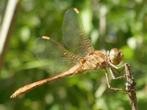 Réf. 274 205 : Sympetrum meridionale