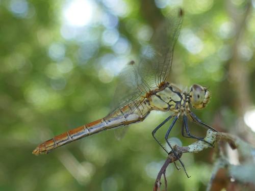 Sympetrum sanguineum