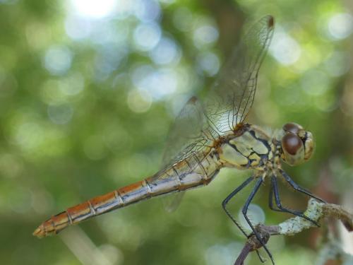 Sympetrum sanguineum
