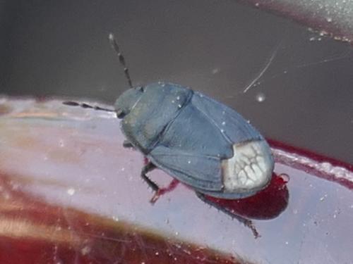 Ochetostethus sp.