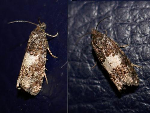 Epiblema sp.