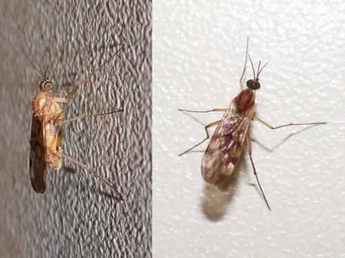 Sylvicola sp.