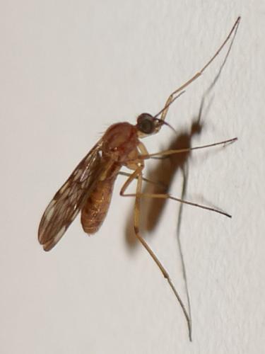 Sylvicola sp.