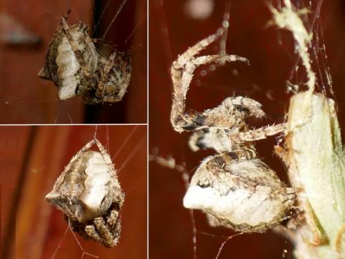 Araneus angulatus