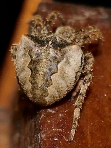Réf. 274 550 : Araneus angulatus