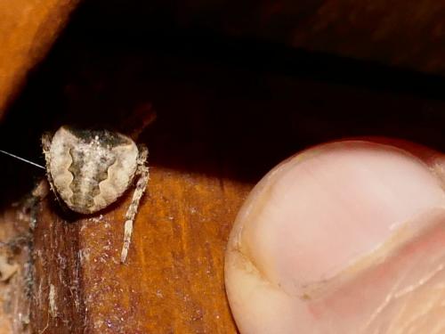 Araneus angulatus