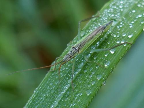 Réf. 274 942 : Notostira sp.