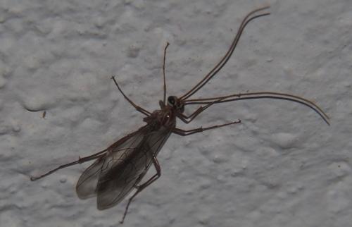 Réf. 274 309 : Ophion obscuratus