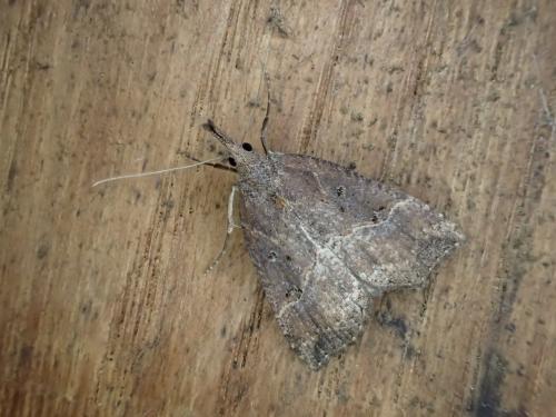 Hypena rostralis