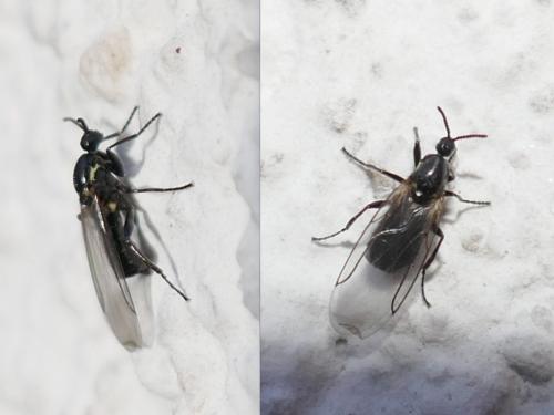 Réf. 274 984 : Scatopse notata