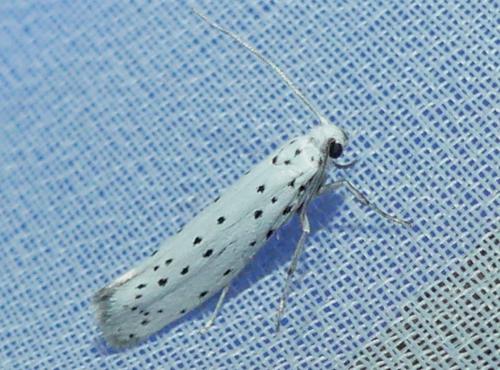 Yponomeuta sp.