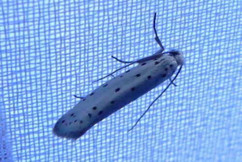 Yponomeuta sp.