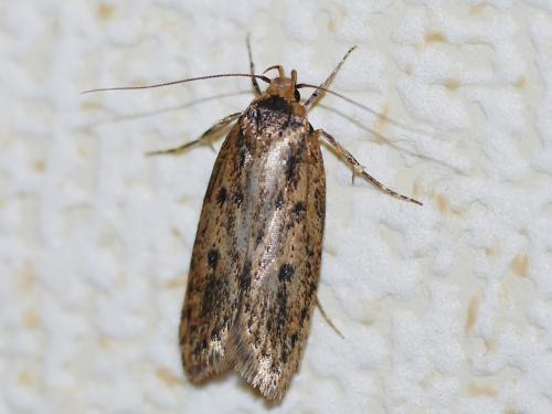 Hofmannophila pseudospretella
