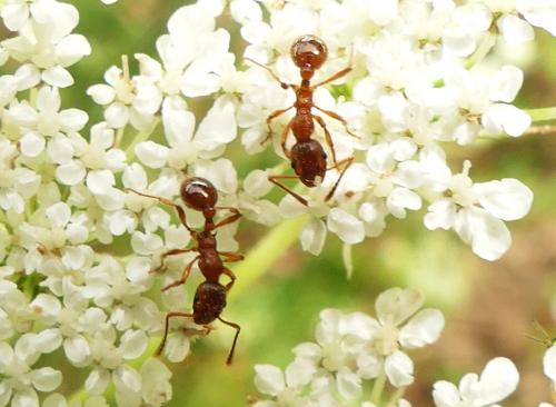 Myrmica sp.