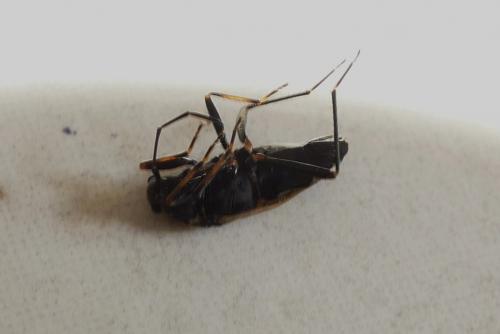 Rhyparochromus vulgaris