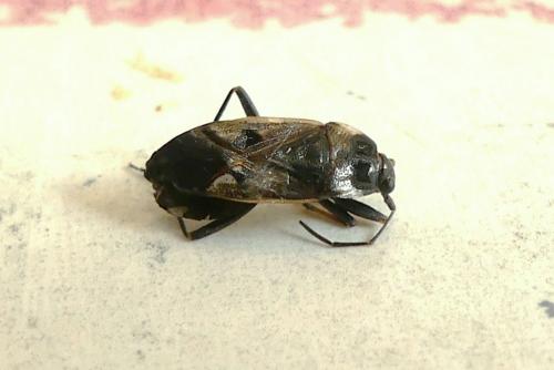 Réf. 274 767 : Rhyparochromus vulgaris